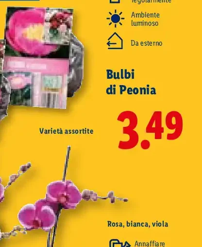 Bulbi di Peonia