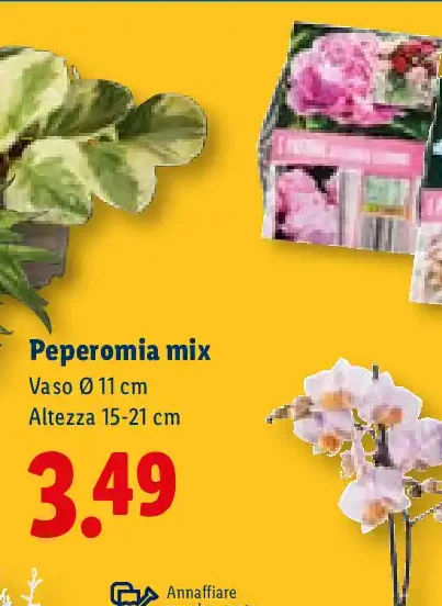 Peperomia mix