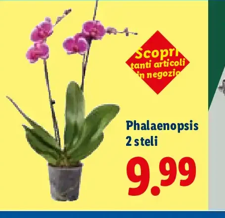 Phalaenopsis