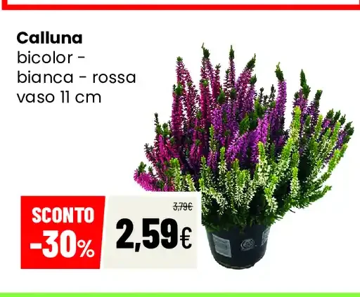 Calluna bicolore bianca-rossa