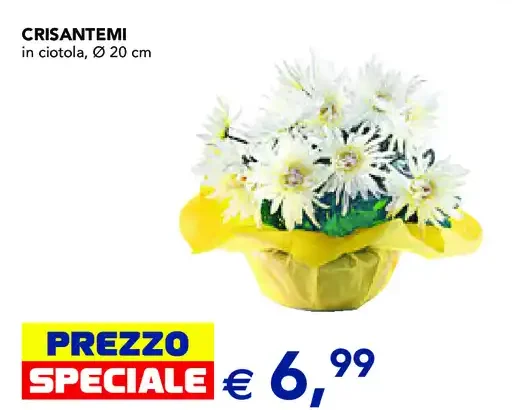 Crisantemi
