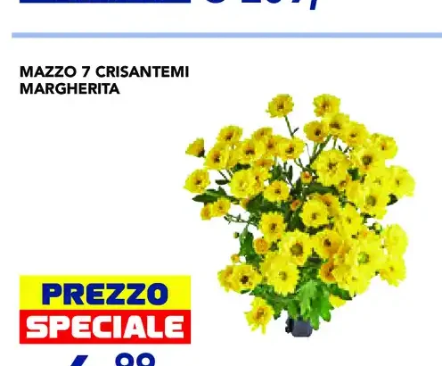 Mazzo 7 crisantemi Margherita