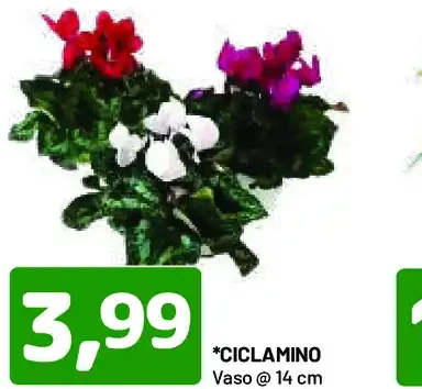 Ciclamino