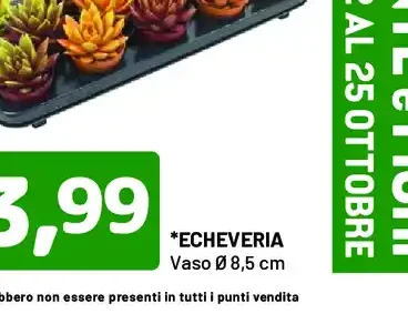 Echeveria