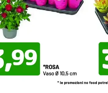 Rosa