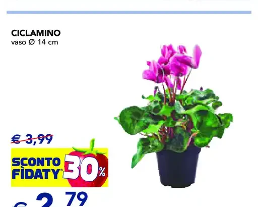 Ciclamino