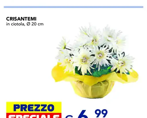 Crisantemi