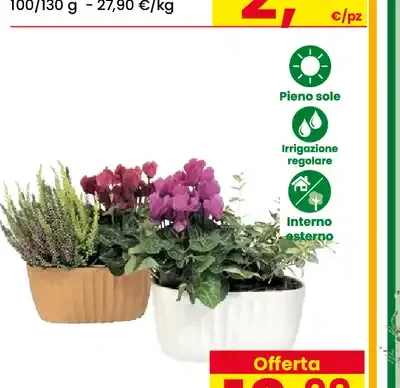 Composizione autunnale 2 piante
