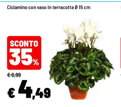 Ciclamino con vaso in terracotta
