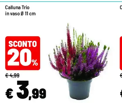 Calluna Trio in vaso
