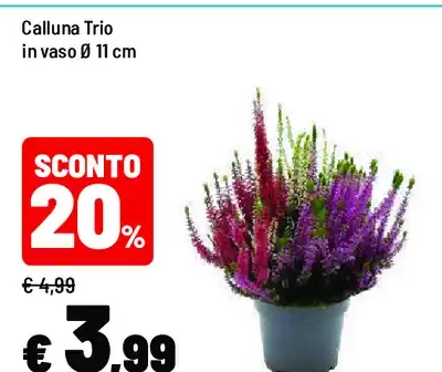 Calluna Trio