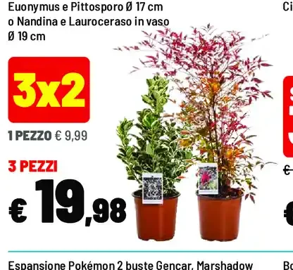 Piante Euonymus e Pittosporo