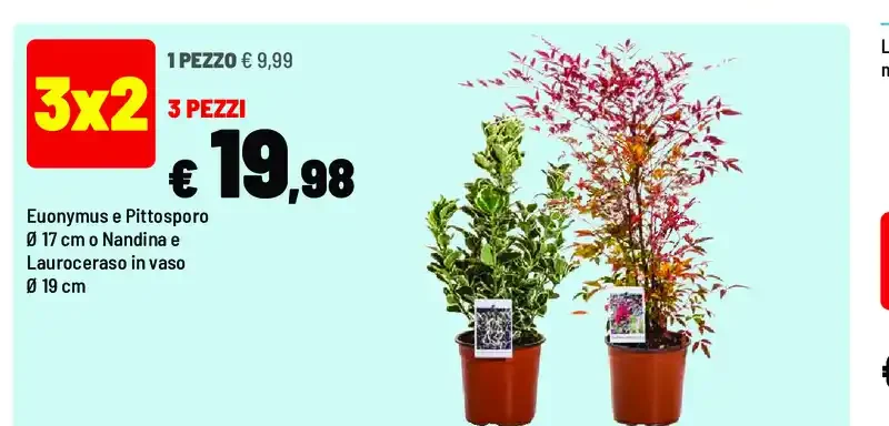 Euonymus e Pittosporo e Lauroceraso