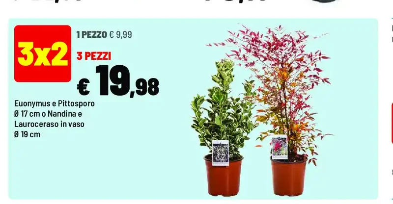 Euonymus e Pittosporo con Lauroceraso
