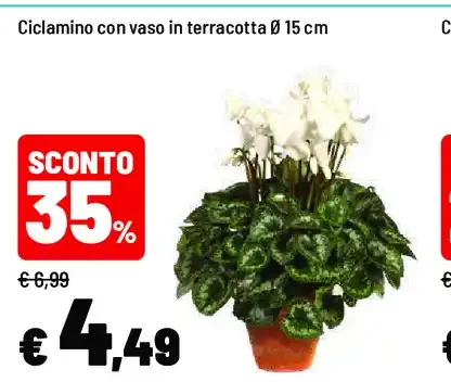 Ciclamino