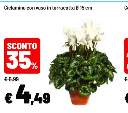Ciclamino con vaso in terracotta