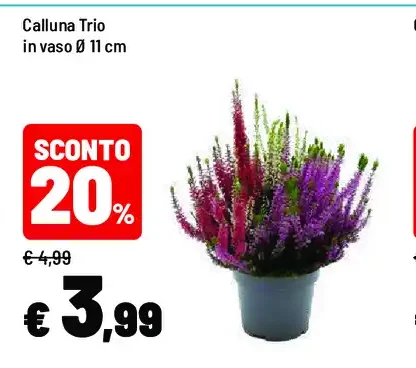Calluna Trio
