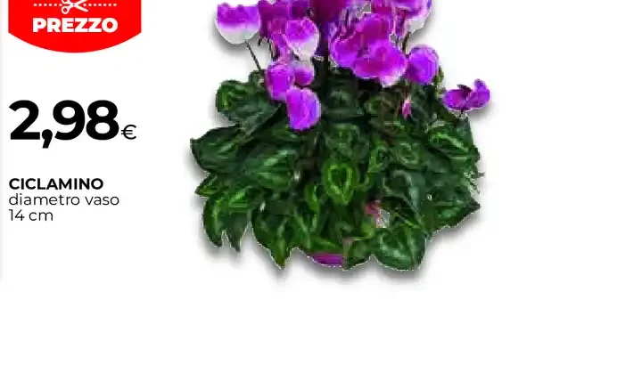 Ciclamino