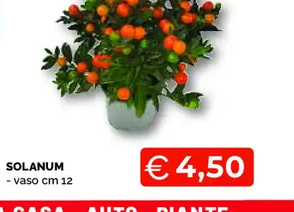 Solanum