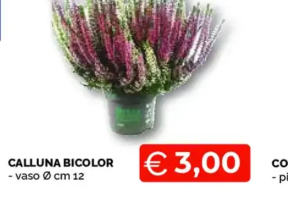 Calluna bicolor
