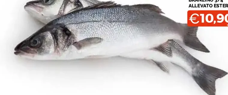 Branzino 3/4 allevato estero