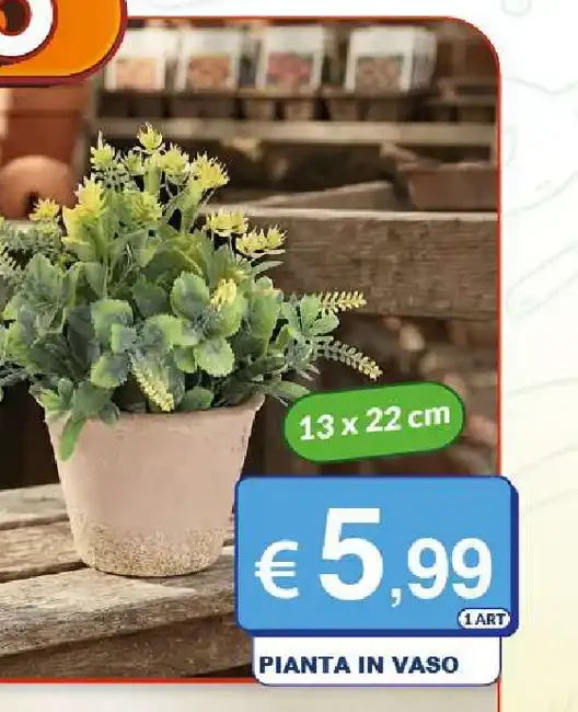 Pianta in vaso