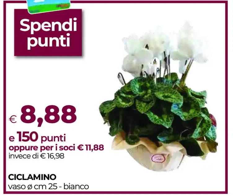 Ciclamino