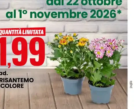 Crisantemo bicolore