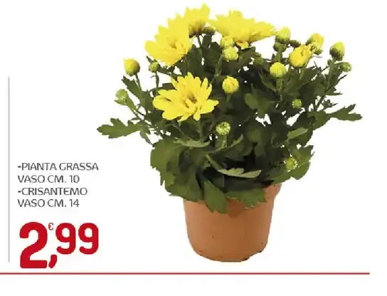 Pianta grassa o crisantemo