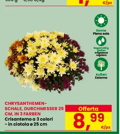 Crisantemo 3 colori