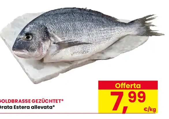 Orata estera allevata