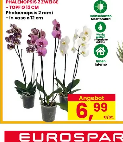 Phalaenopsis 2 rami