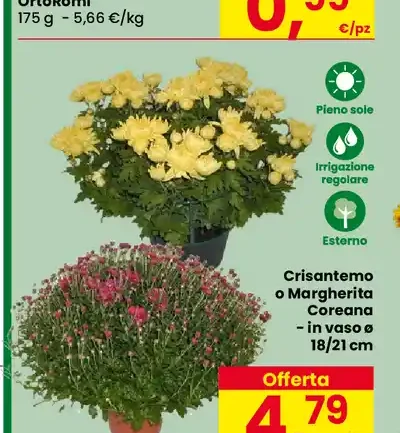 Crisantemo a 3 colori