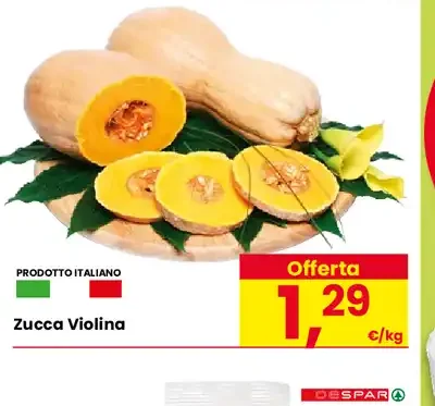Zucca Violina