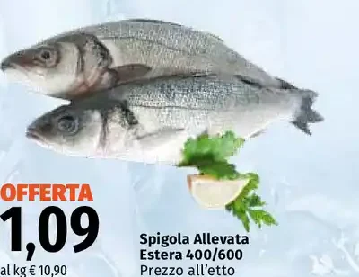 Spigola Allevata