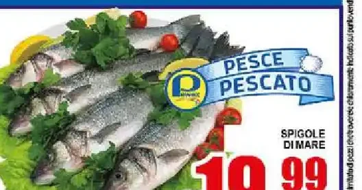 Spigole di mare