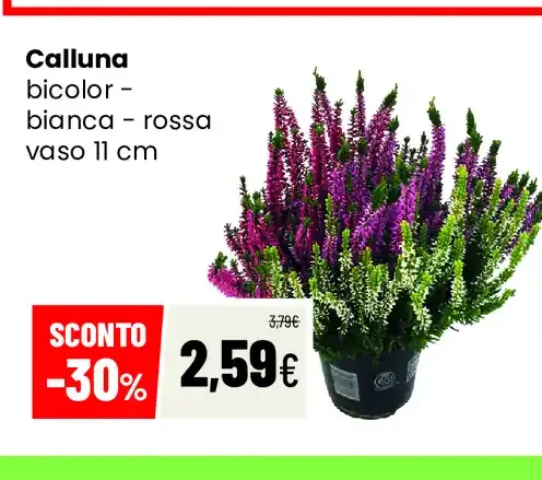 Calluna bicolori bianca-rossa