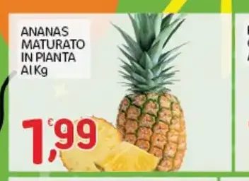 Ananas maturo in pianta