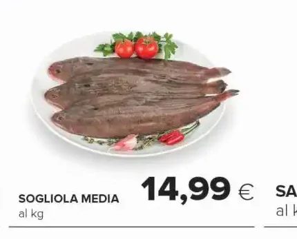 Sogliola media