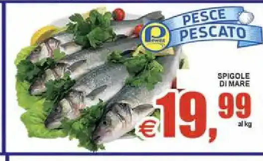 Spigole di mare
