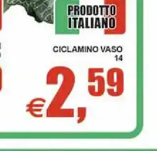 Ciclamino vaso