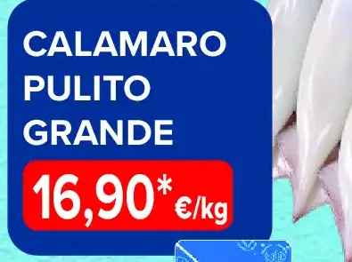 Calamaro pulito grande
