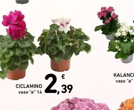 Ciclamino