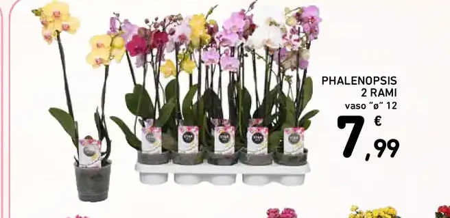 Phalaenopsis