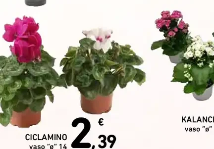 Ciclamino