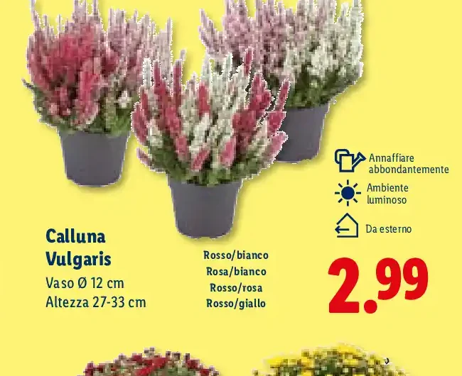 Calluna Vulgaris