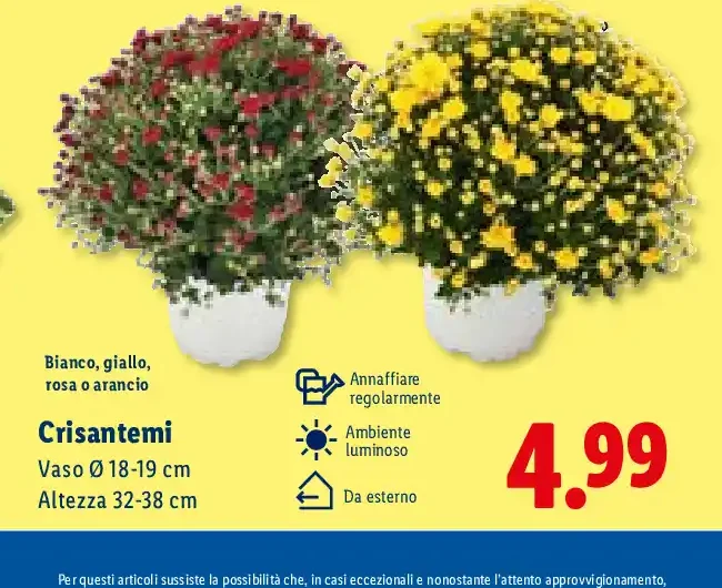 Crisantemi