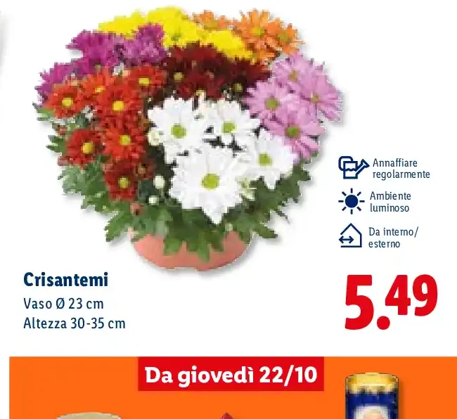 Crisantemi