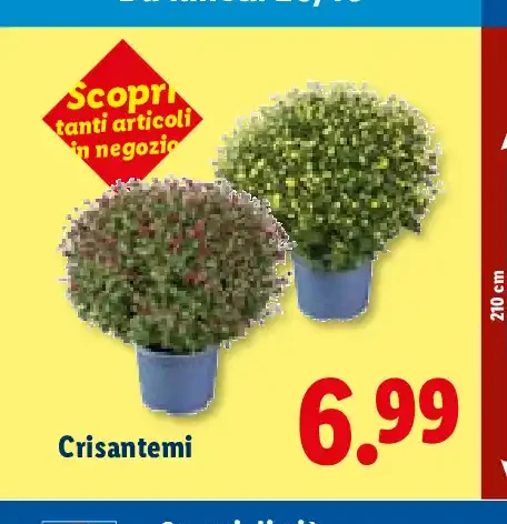 Crisantemi
