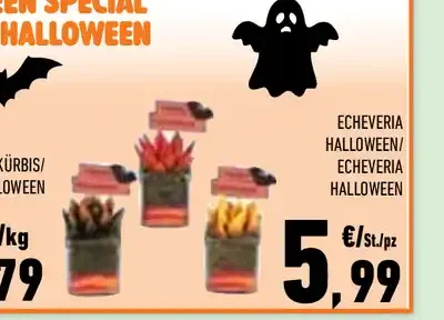 Echeveria Halloween